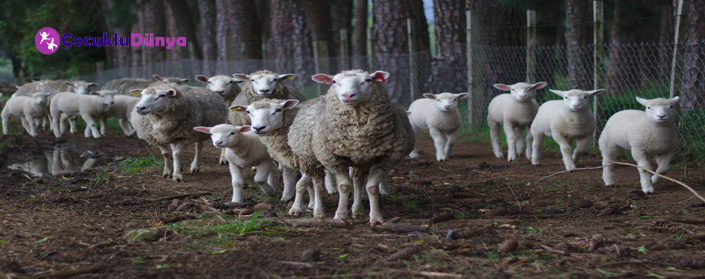 sheep çocuk şarkısı ak koyun