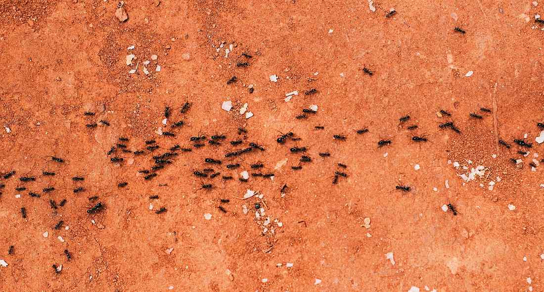 karinca sinek ari guvercin ve kedileri dogal yollarla nasil uzaklastirabilirsiniz cocukludunya blog