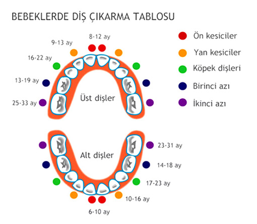 Bebeklerde Diş Çıkarma Tablosu