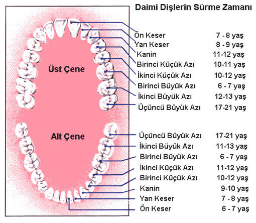 Sut Disleri Hangileridir Ne Zaman Cikarlar