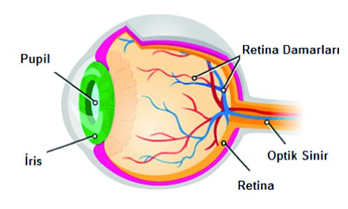 Prematüre Retinopatisi Nedir? 